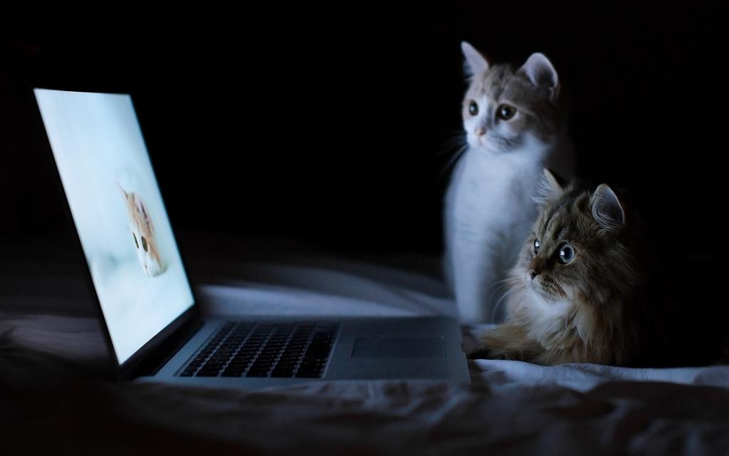 两只猫和一台笔记本电脑