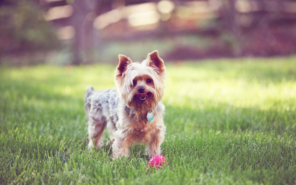 一只球在草地上的小猎犬