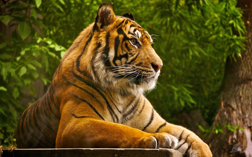 美丽的老虎
