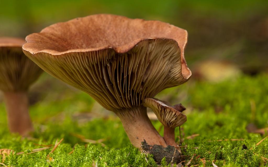 蘑菇中的苔藓