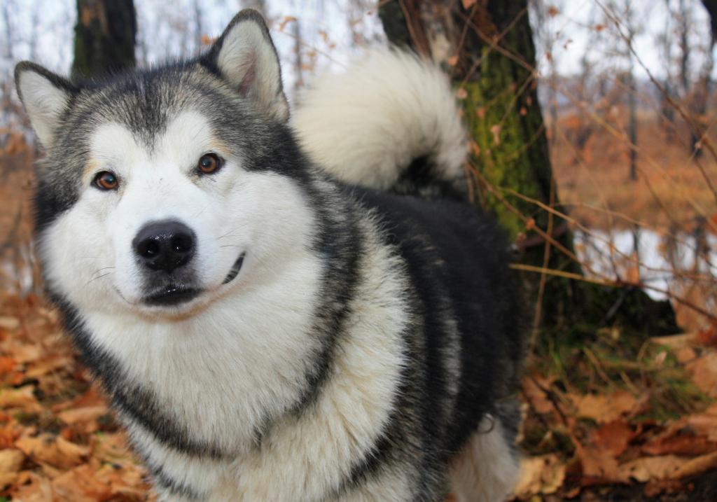 可爱的阿拉斯加雪橇犬