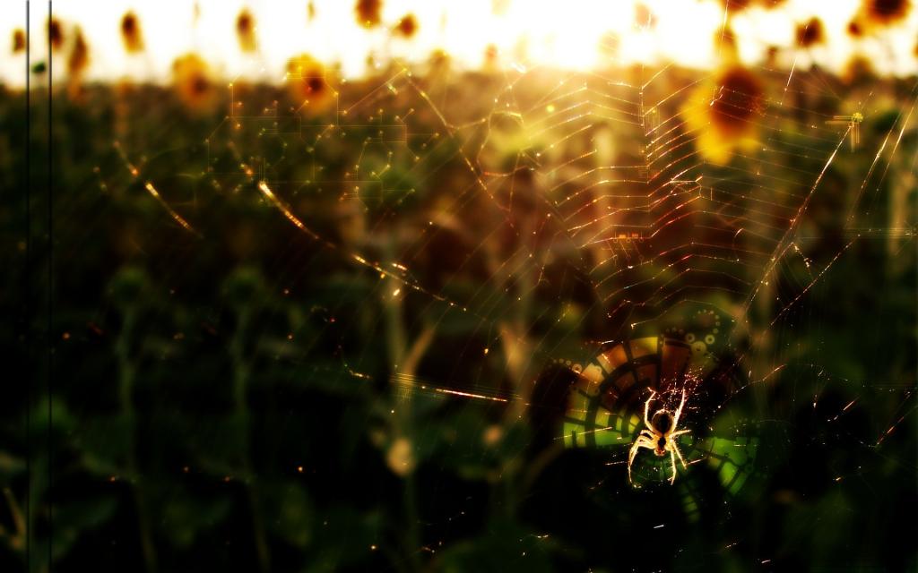 蜘蛛在阳光下