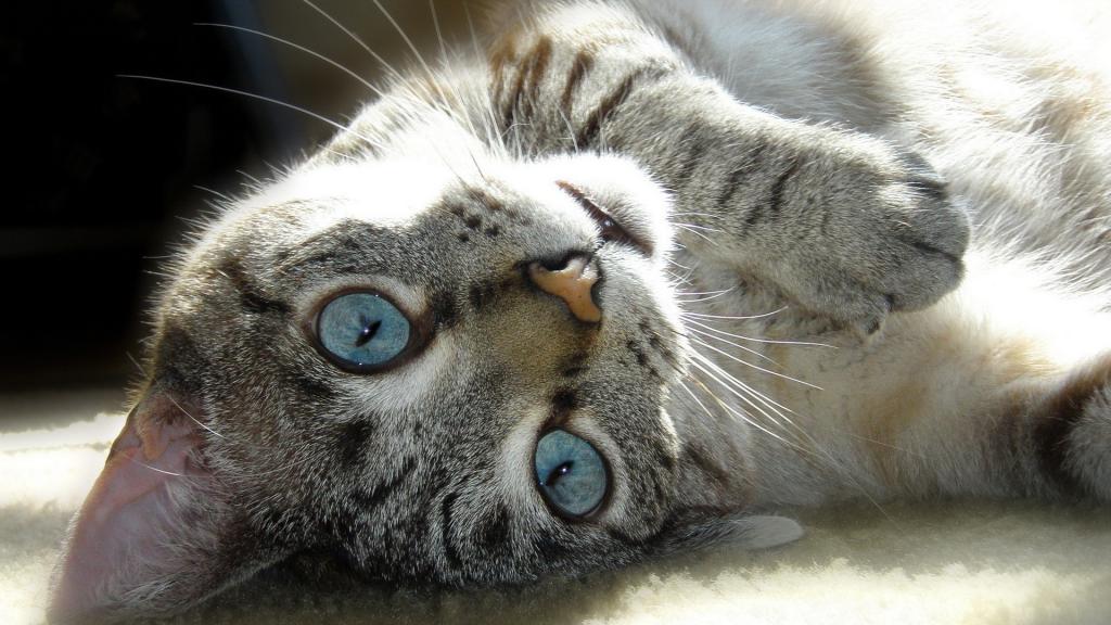巴厘岛猫的蓝眼睛