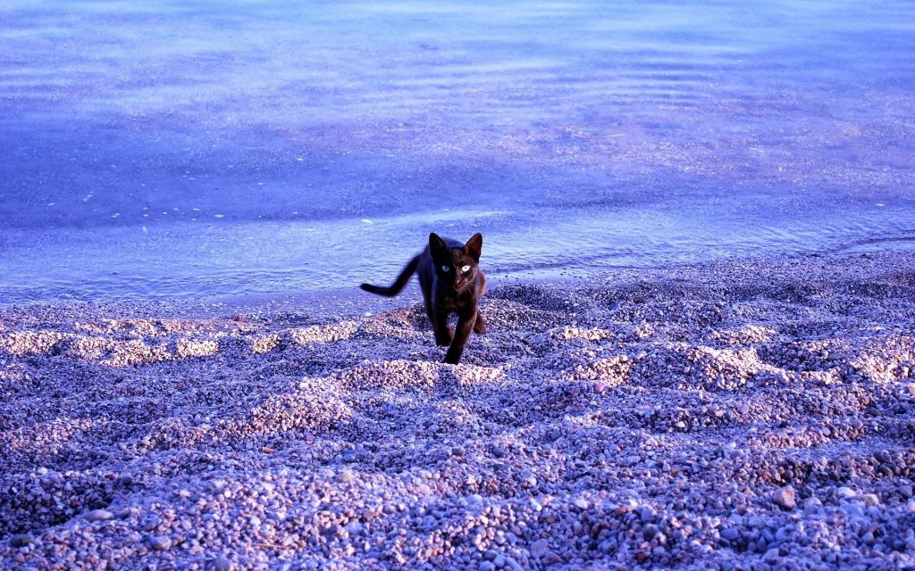 黑猫沿着海滩上的鹅卵石跑
