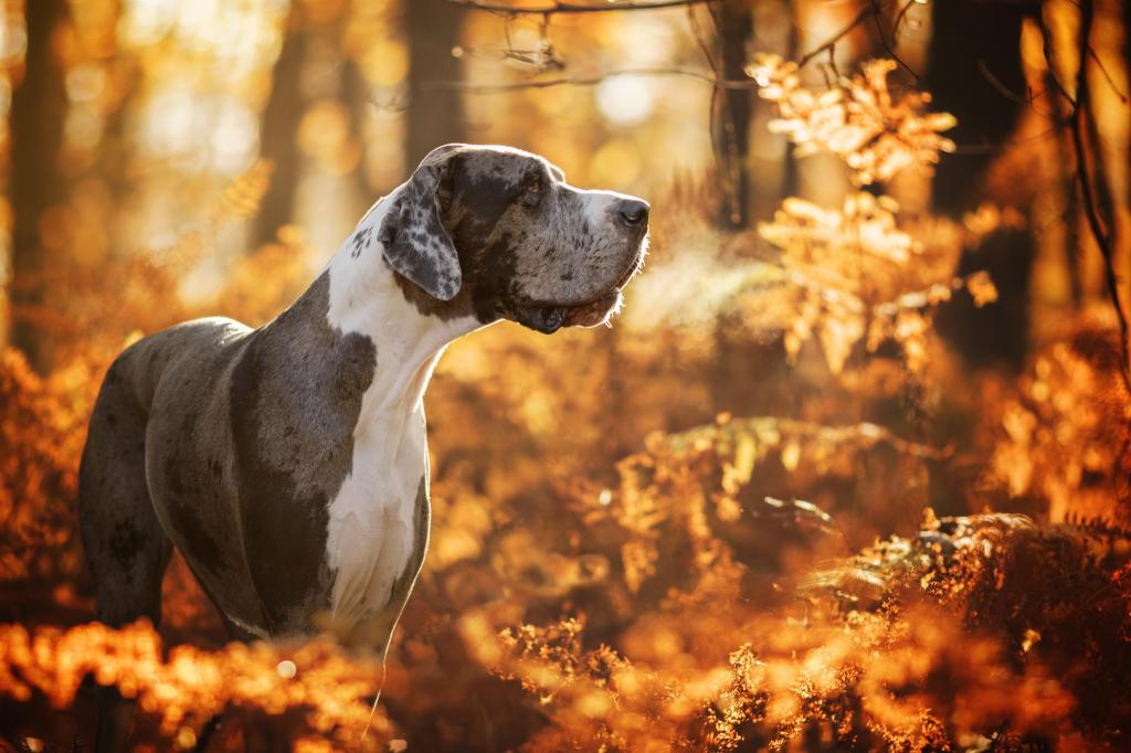 伟大的德国大丹犬走在秋天的森林