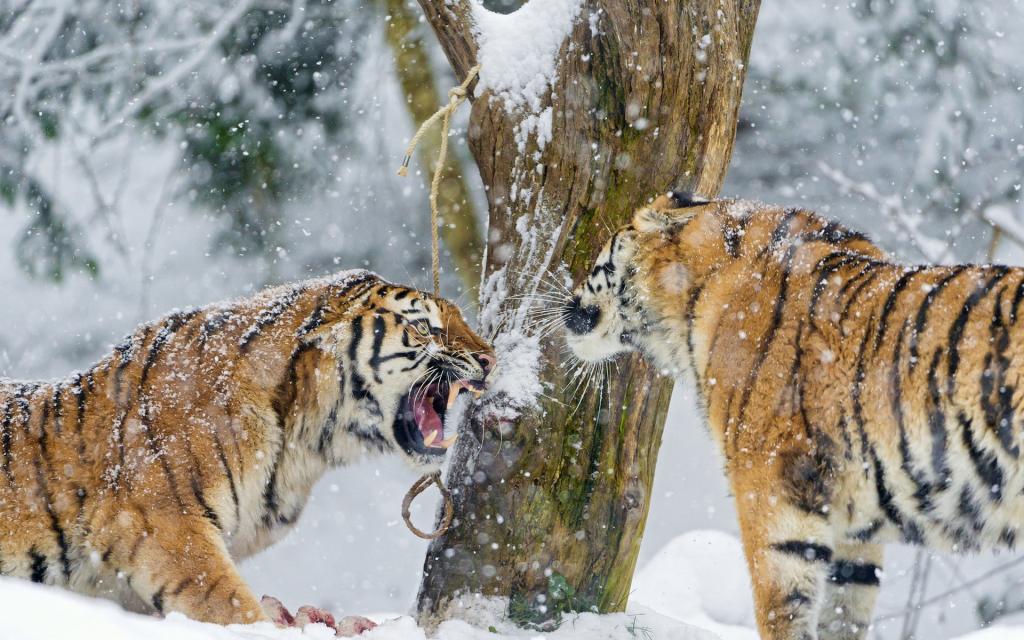 老虎在雪地里发现了这种关系