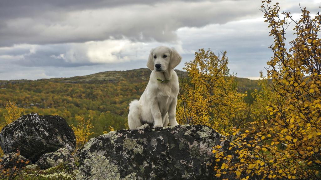 金毛猎犬的可爱的小狗坐在一块岩石上