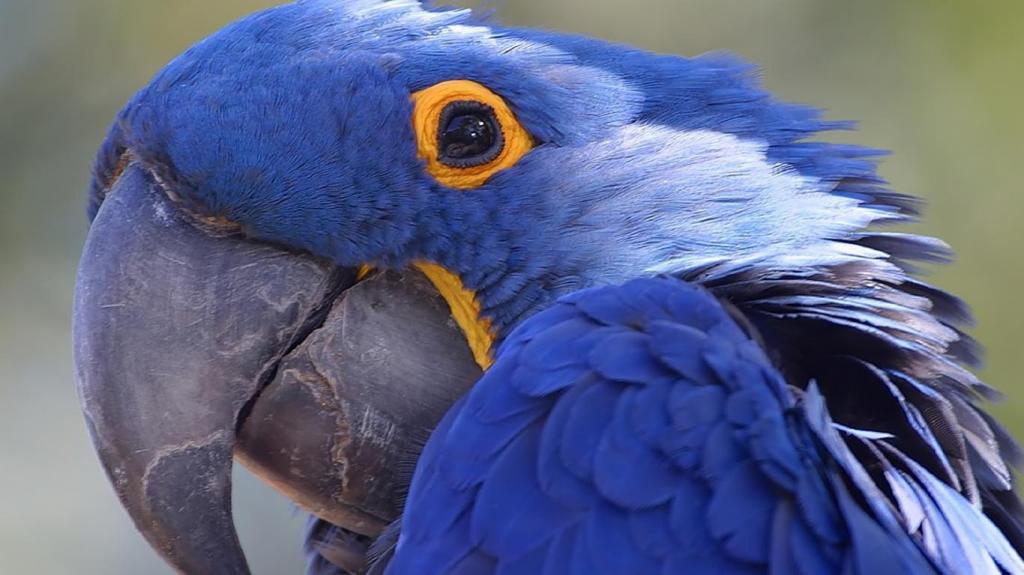 亚马逊蓝鹦鹉