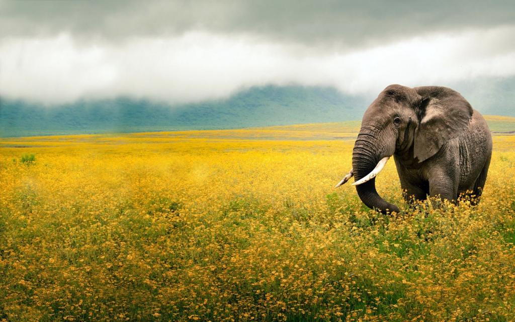 在坦桑尼亚的田野上的一头大象