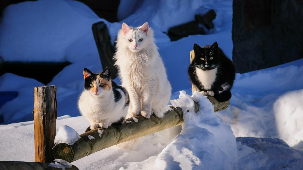 三只猫在木栅栏上