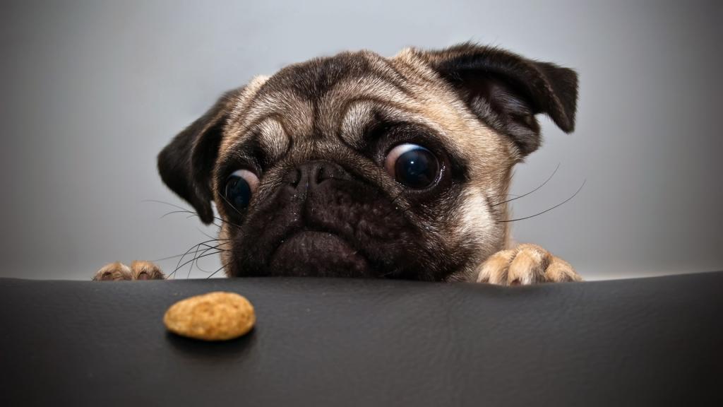 一只狗看食物