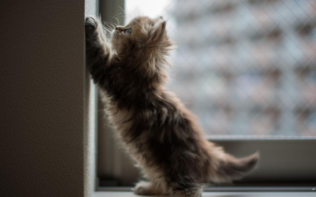 小猫在窗口上