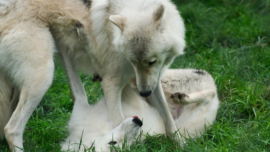 狼在草地上玩