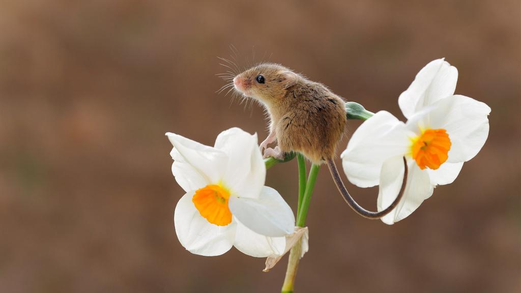 一只小灰鼠坐在水仙花上