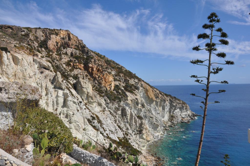 在岩石背景的Ponza，意大利海岛上的树