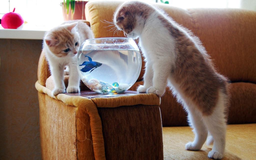 猫和蓝色的鱼