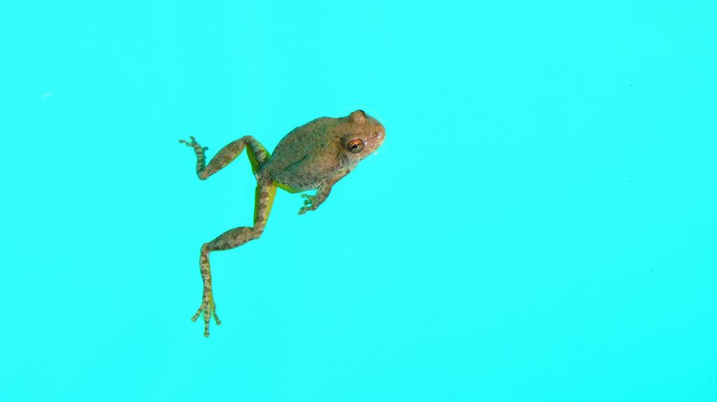 在蓝色背景上的青蛙
