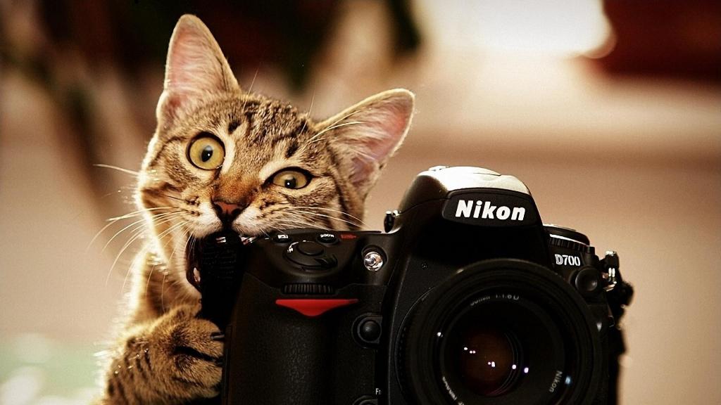 猫啃尼康相机