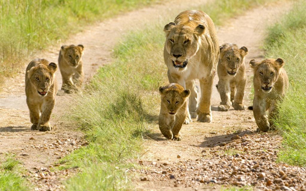 母狮和五个小的幼崽