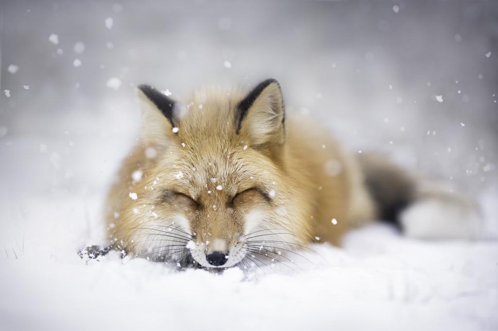 福克斯睡在白色的雪地上