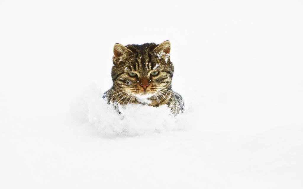 猫在雪地里