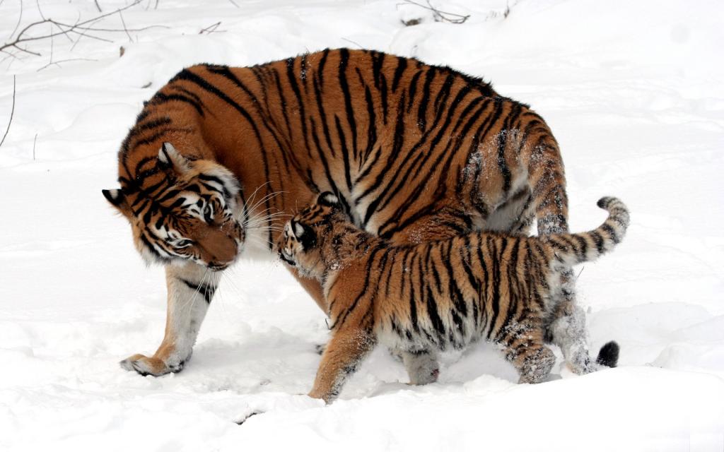母老虎和小猫