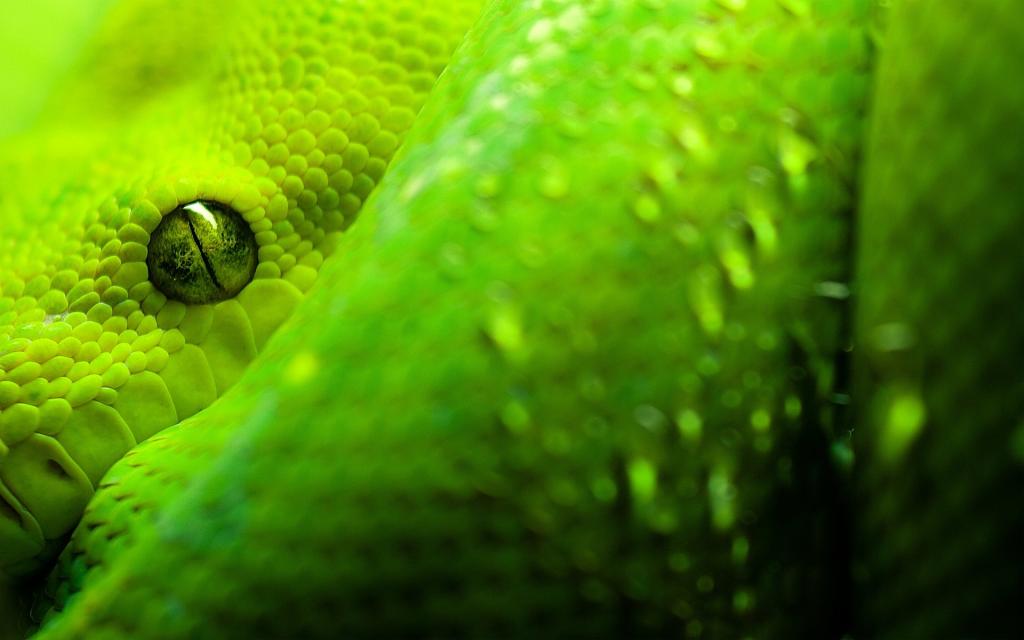 一条绿蛇的眼睛
