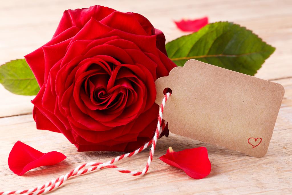 大美丽的红玫瑰与特写明信片