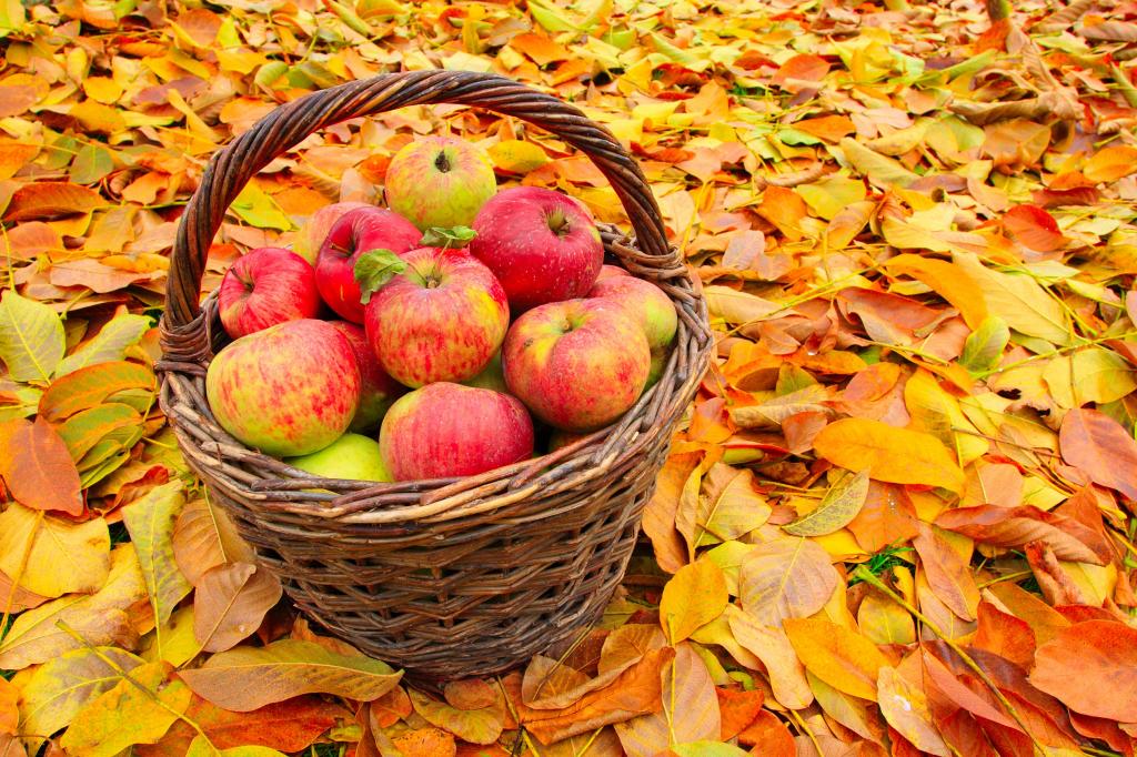 美丽的红苹果篮子在秋天落在黄色的落叶上