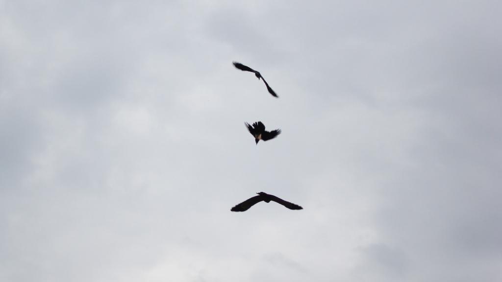 天空中有三只黑鸟