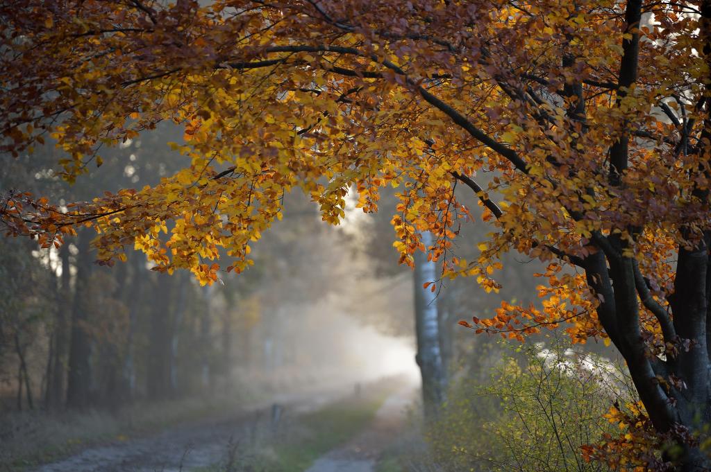 树，道路，叶子，在森林里的路，秋天的落叶
