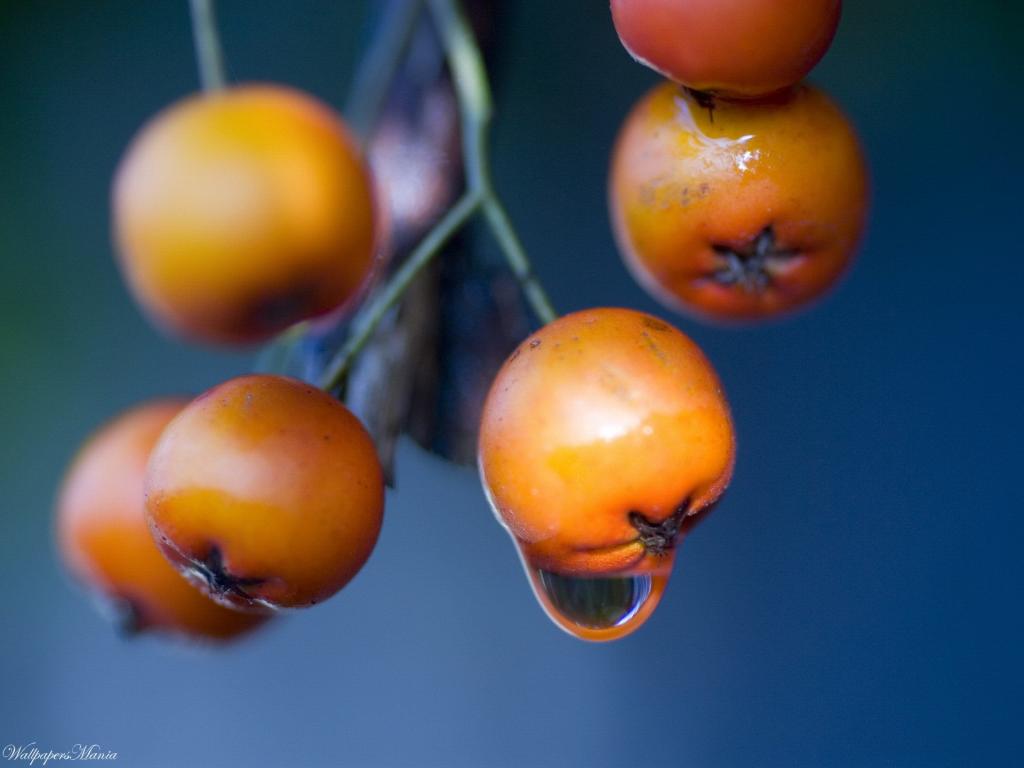 橙色浆果