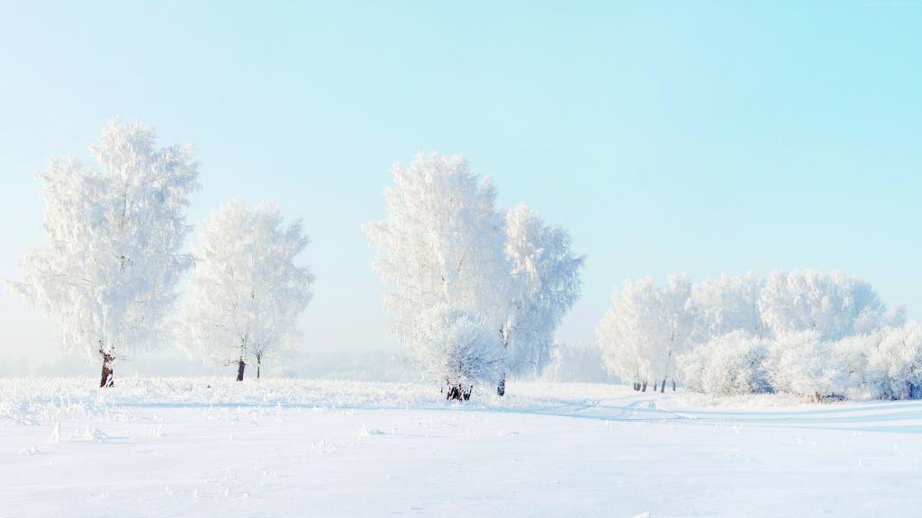 美丽的白色磨砂树在冬天