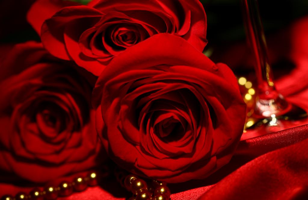 3月8日在缎和珍珠的背景上的红玫瑰