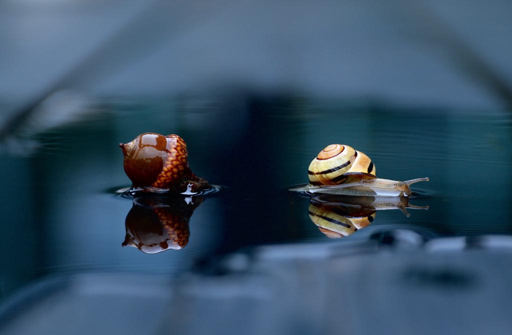 蜗牛和橡子躺在湿地上