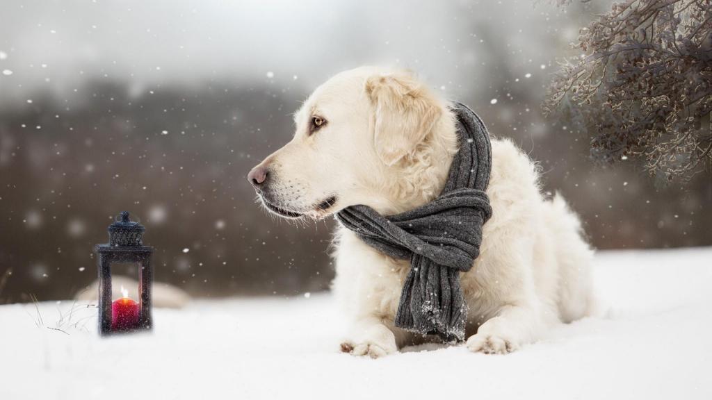 狗品种金毛猎犬与脖子上的围巾躺在雪地上