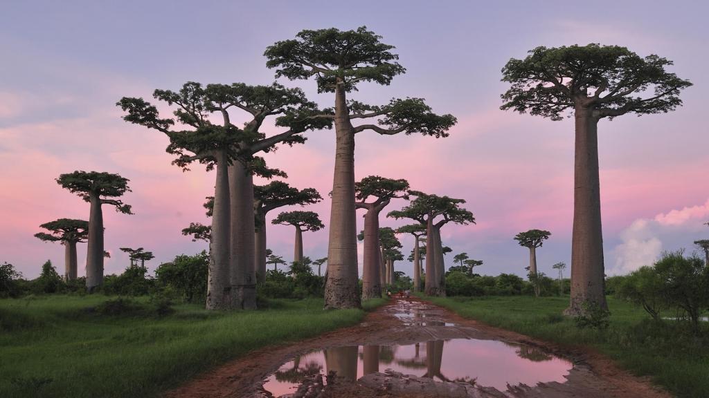 猴面包树林在非洲