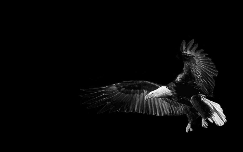 鹰，黑色的背景
