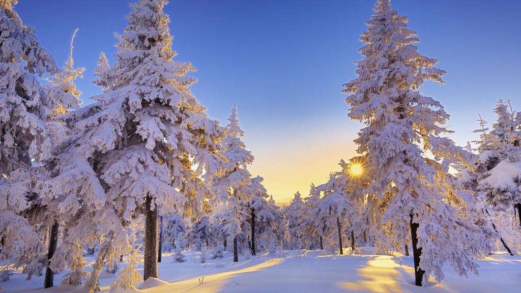 太阳光线在多雪的森林里