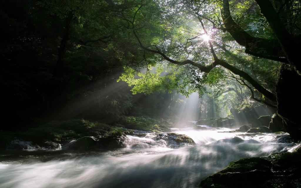 太阳光线在森林里的河流
