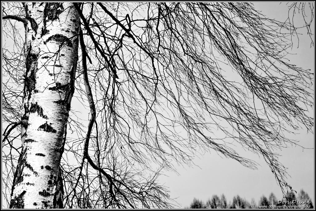 桦木在冬天