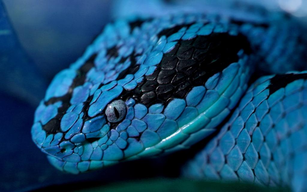 蓝色的蛇