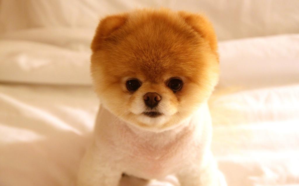 Pomeranian波美丝毛狗不寻常的理发