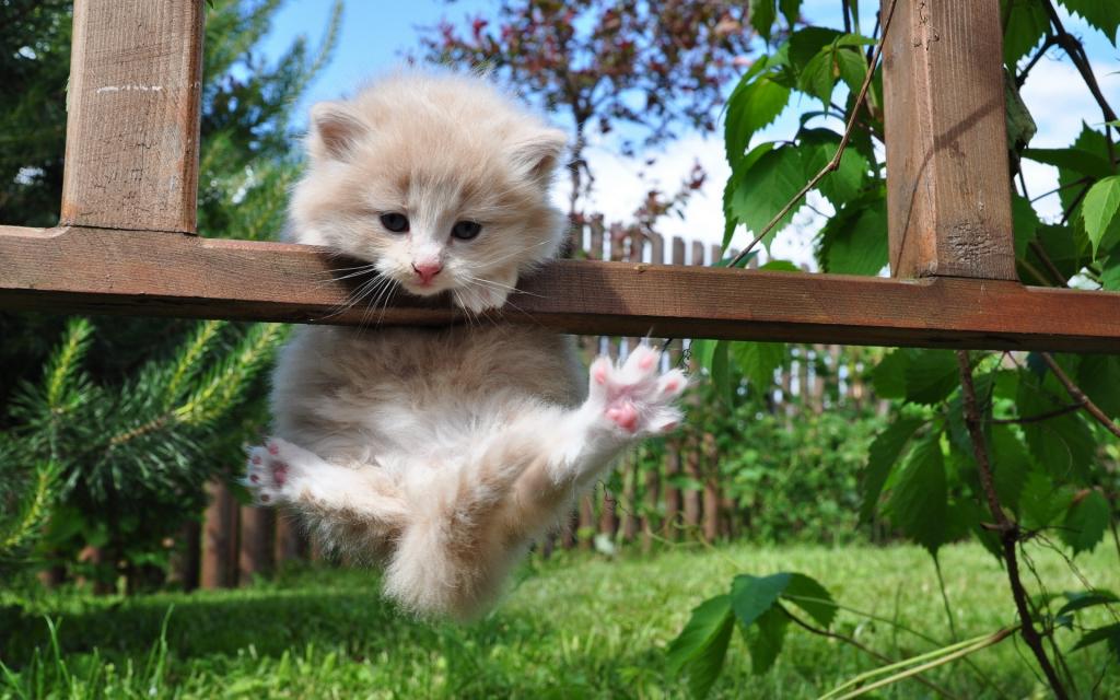 小猫在篱笆上