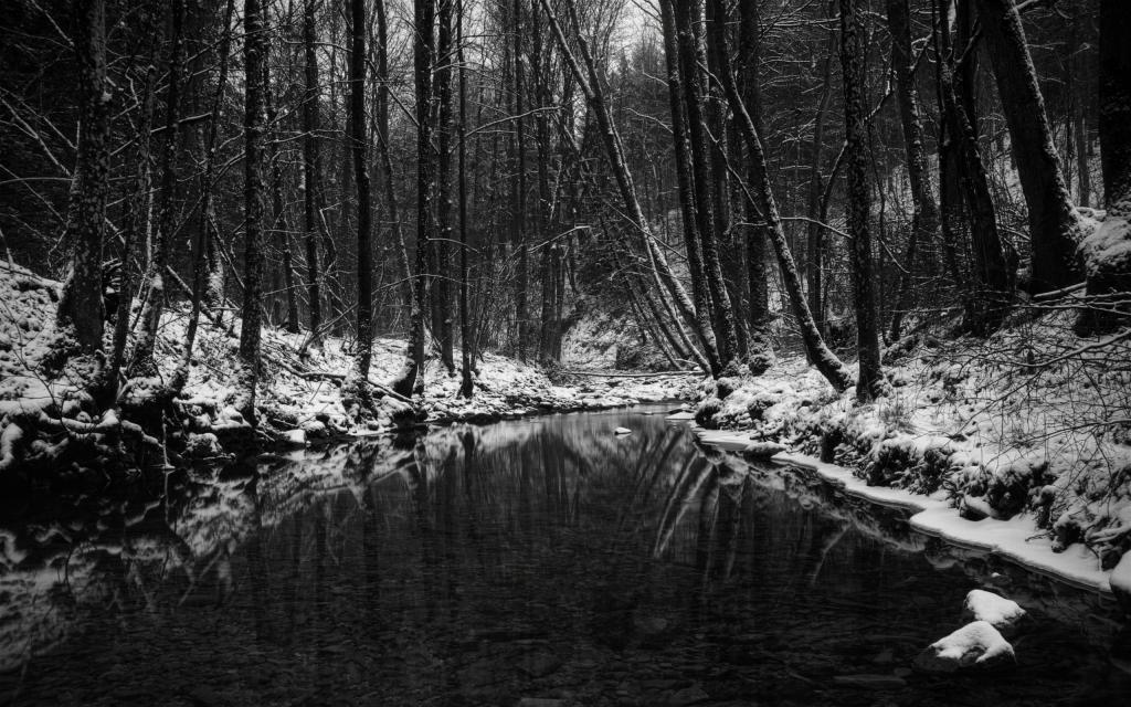 阴沉的泉水在森林里流