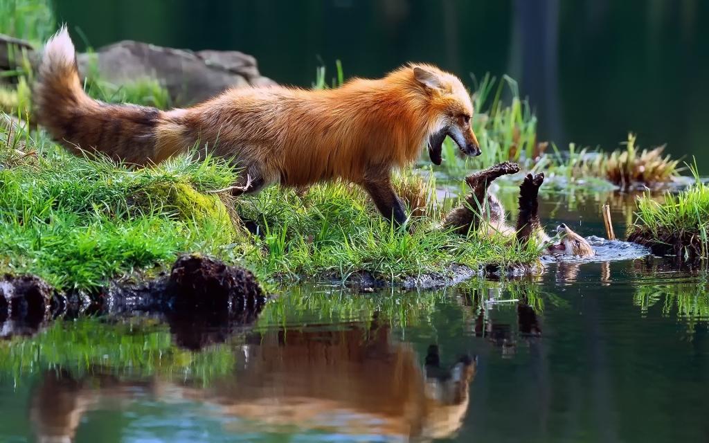 狐狸在水边玩耍