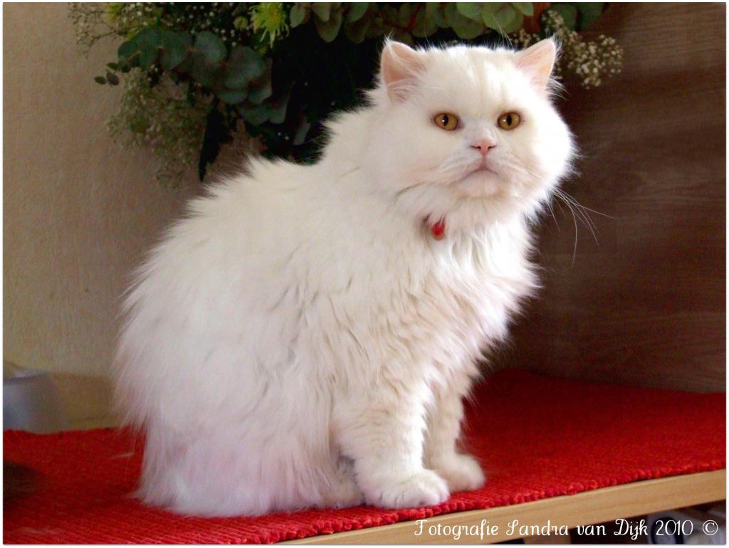 白色英国长发猫