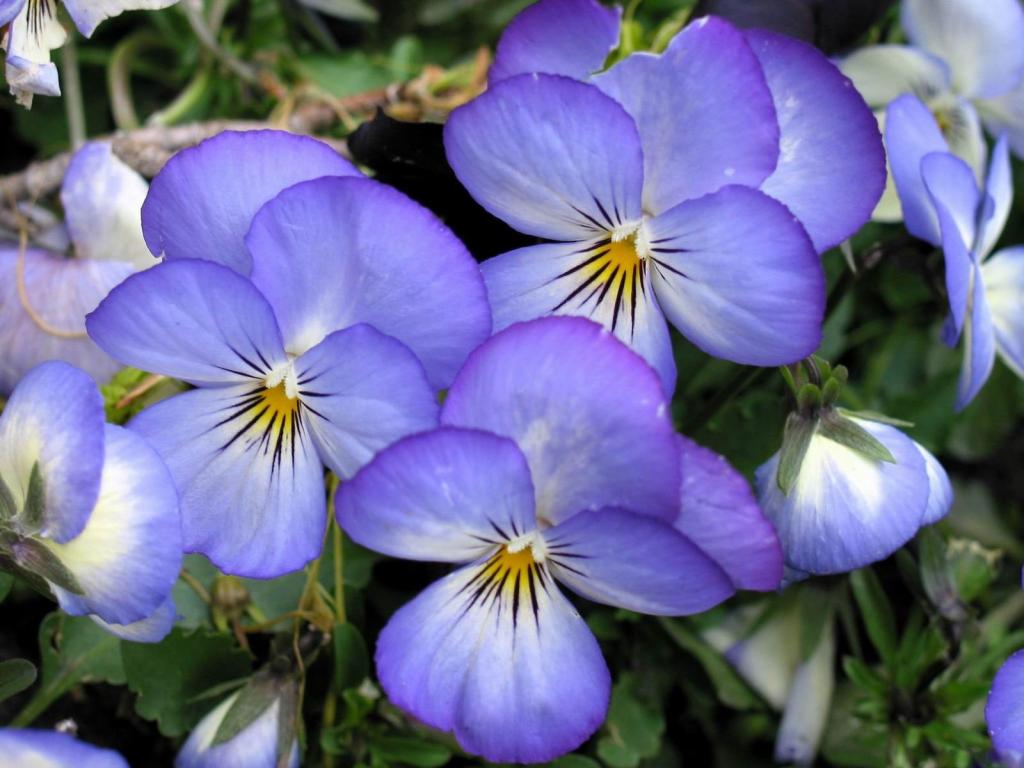 在花园里的春天三色紫罗兰