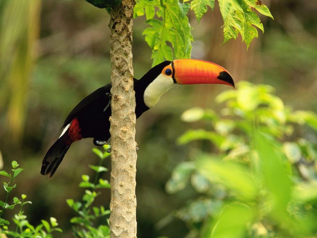 巨嘴鸟在热带雨林