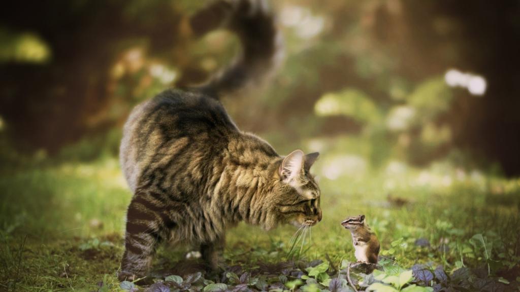 一只猫和一只花栗鼠在花园里相识